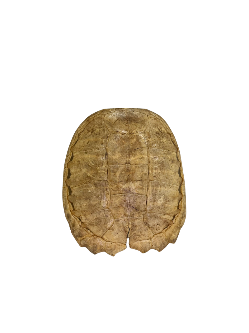 Antique Blonde Turtle Shell Wall Hanging