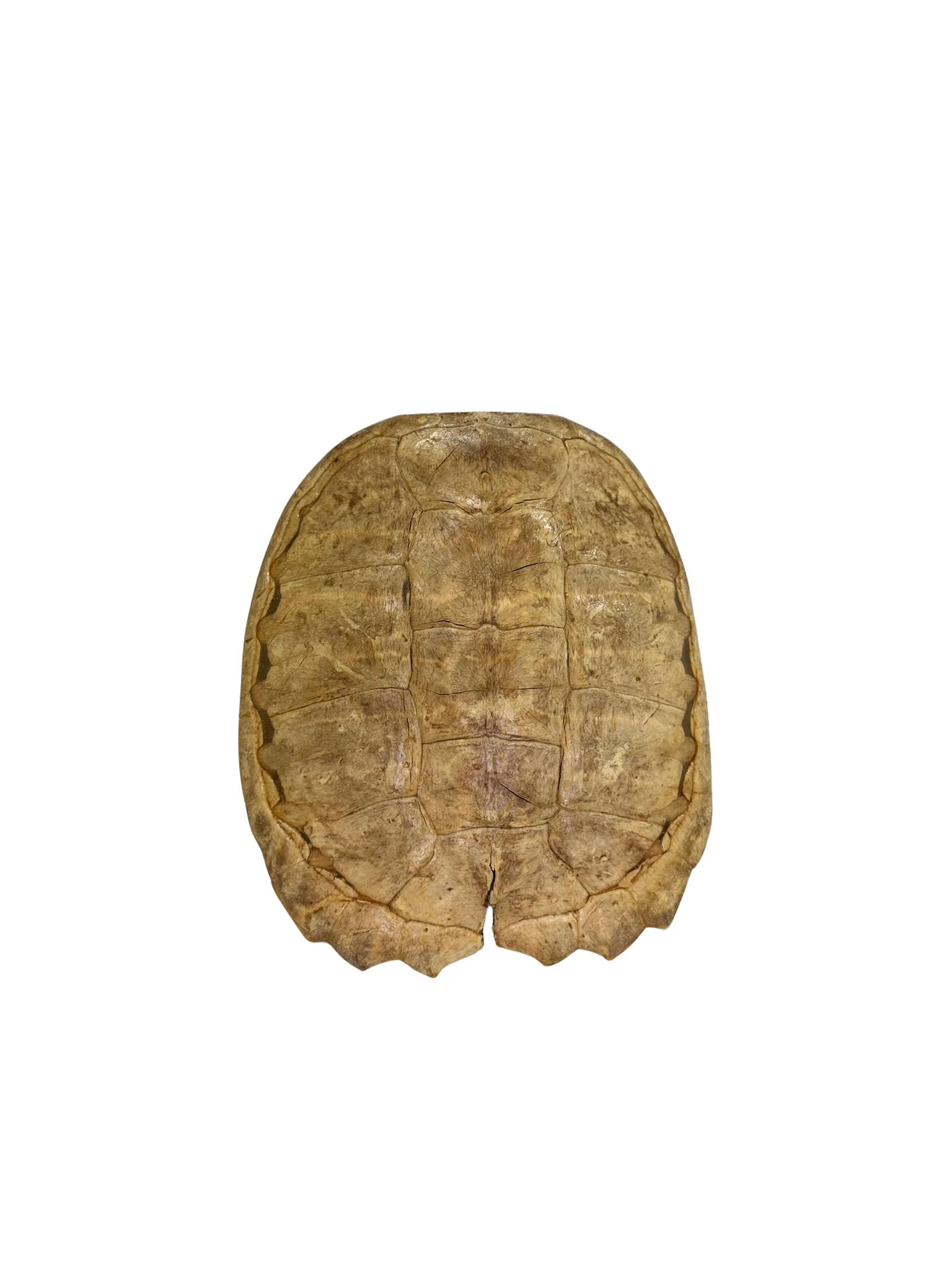 Antique Blonde Turtle Shell Wall Hanging